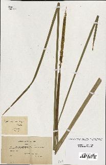 spécimen de Typha angustifolia