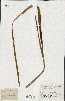 spécimen de Typha latifolia