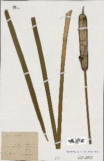spécimen de Typha latifolia