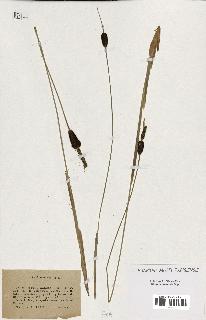 spécimen de Typha minima