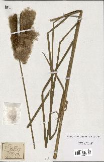 spécimen de Typha angustifolia