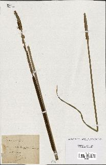 spécimen de Typha angustifolia
