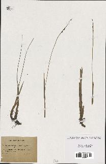 spécimen de Typha minima