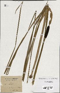 spécimen de Typha minima