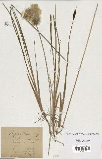 spécimen de Typha minima