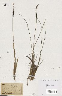 spécimen de Typha minima