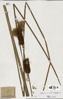 spécimen de Typha latifolia