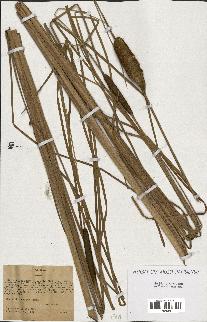 spécimen de Typha stenophylla