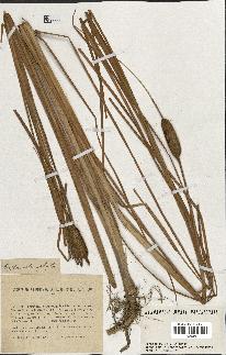 spécimen de Typha stenophylla