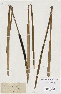 spécimen de Typha elata