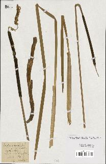 spécimen de Typha glauca