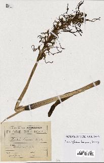 spécimen de Himantoglossum hircinum