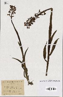 spécimen de Orchis alata