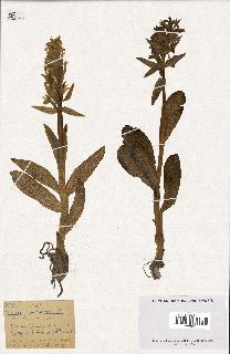 spécimen de Orchis sambucina