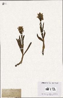 spécimen de Orchis sambucina