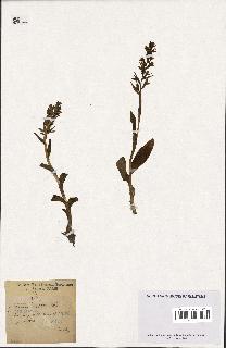 spécimen de Orchis longibracteata