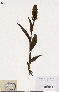 spécimen de Orchis latifolia