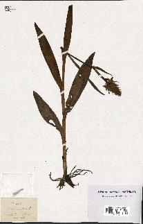 spécimen de Orchis latifolia