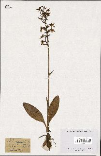 spécimen de Orchis montana