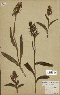 spécimen de Orchis latifolia