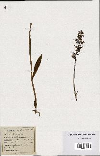 spécimen de Orchis bifolia