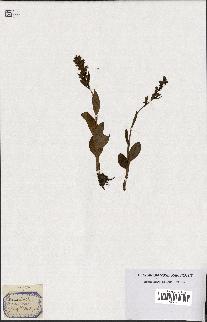 spécimen de Orchis viridis