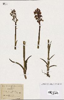 spécimen de Orchis alata
