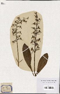 spécimen de Orchis bifolia