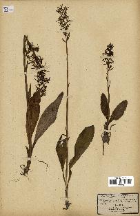 spécimen de Orchis bifolia