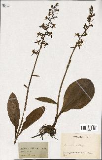 spécimen de Orchis bifolia