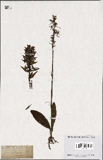 spécimen de Orchis bifolia