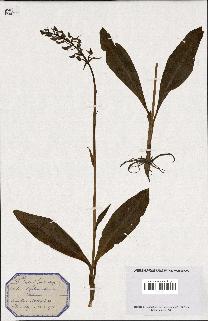 spécimen de Orchis bifolia