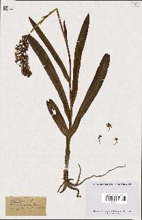 spécimen de Orchis conopsea