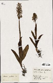 spécimen de Orchis militaris