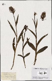 spécimen de Orchis latifolia