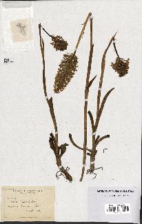 spécimen de Orchis pyramidalis