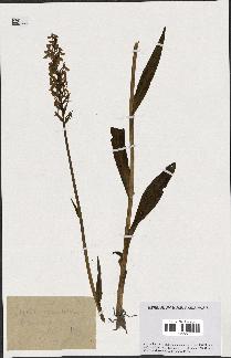 spécimen de Orchis maculata