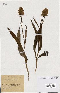 spécimen de Orchis maculata
