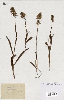 spécimen de Orchis maculata