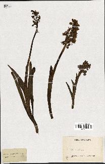 spécimen de Orchis maculata