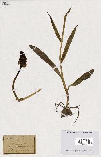 spécimen de Orchis maculata