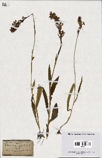 spécimen de Orchis maculata