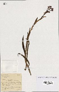spécimen de Orchis alata