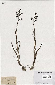 spécimen de Orchis alata