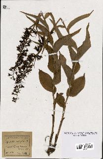 spécimen de Epipactis latifolia