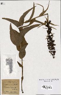 spécimen de Epipactis latifolia