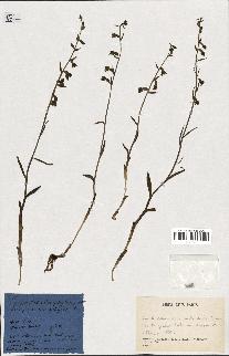 spécimen de Epipactis microphylla