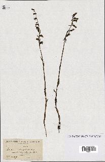 spécimen de Epipactis microphylla