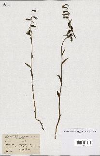 spécimen de Epipactis microphylla