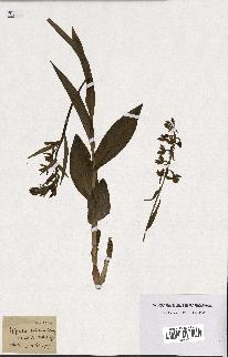 spécimen de Epipactis palustris